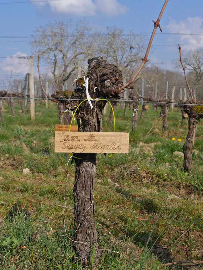 Виноградник на урожай